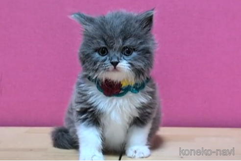 成約済の東京都のブリティッシュショートヘア-103838の5枚目